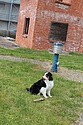Mediathek THW OV Quedlinburg - Rettungshundeprüfung